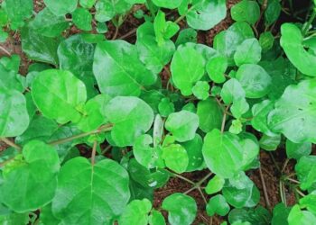 ഒന്നാന്തരം-ഔഷധമാണ്-തഴുതാമ;-ഇലക്കറിയായും-ഉപയോഗിക്കാം,-ഗുണങ്ങളേറെ…