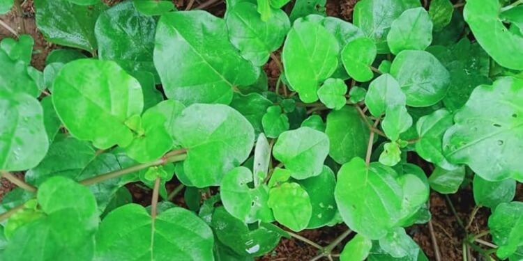 ഒന്നാന്തരം-ഔഷധമാണ്-തഴുതാമ;-ഇലക്കറിയായും-ഉപയോഗിക്കാം,-ഗുണങ്ങളേറെ…