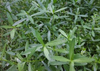 പേശികളെ-ശക്തിപ്പെടുത്താന്‍-കൊഴുപ്പ-ചീര