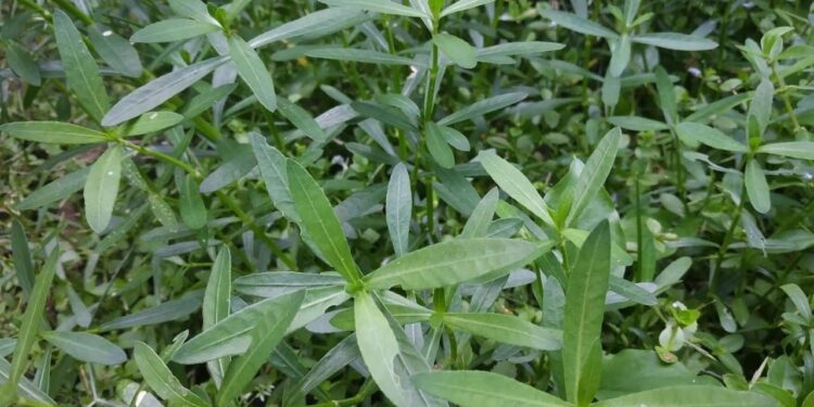 പേശികളെ-ശക്തിപ്പെടുത്താന്‍-കൊഴുപ്പ-ചീര