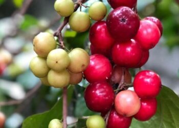 യൗവനം-നിലനിര്‍ത്താന്‍-ലോലിക്ക