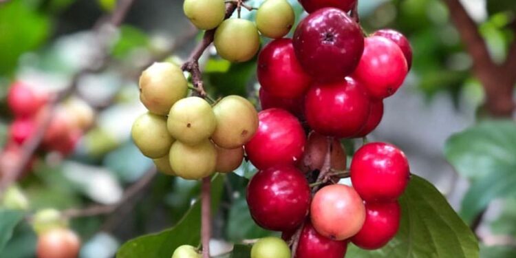 യൗവനം-നിലനിര്‍ത്താന്‍-ലോലിക്ക