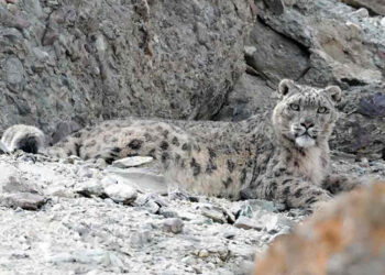 ഹിമവാന്റെ-മടിയിലെ-ഹിമപ്പുലിയെത്തേടി