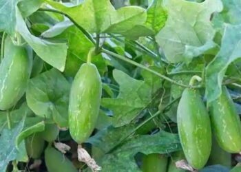 മുലപ്പാല്‍-വര്‍ധിപ്പിക്കാന്‍-കോവല്‍-ഇല