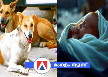കൊടുംതണുപ്പിൽ ഉപേക്ഷിക്കപ്പെട്ട നിലയിൽ ചോരക്കുഞ്ഞ്: രാത്രി മുഴുവൻ സംരക്ഷണം തീർത്തത് തെരുവുനായ്ക്കൾ