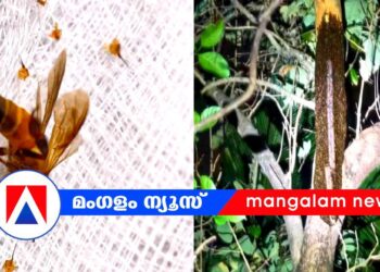 ​പാലക്കാട് വടക്കഞ്ചേരിയിൽ തേനീച്ചക്കൂട്ടത്തിന്റെ ആക്രമണം; 10 പേർക്ക് പരിക്ക്, ഒരാൾ ഐസിയുവിൽ