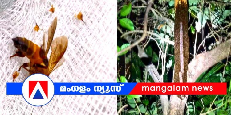 ​പാലക്കാട് വടക്കഞ്ചേരിയിൽ തേനീച്ചക്കൂട്ടത്തിന്റെ ആക്രമണം; 10 പേർക്ക് പരിക്ക്, ഒരാൾ ഐസിയുവിൽ