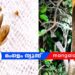 പാലക്കാട് വടക്കഞ്ചേരിയിൽ തേനീച്ചക്കൂട്ടത്തിന്റെ ആക്രമണം; 10 പേർക്ക് പരിക്ക്, ഒരാൾ ഐസിയുവിൽ